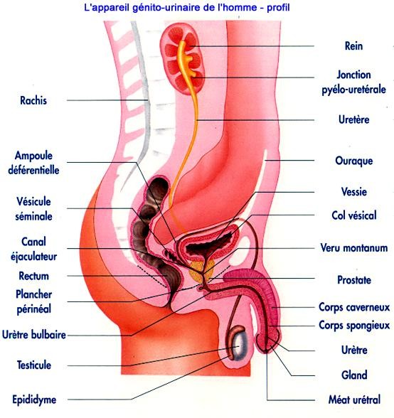 Dilatation du méat urinaire - Les Cliniques Marois