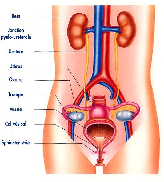 UROLOGIE - NEPHROLOGIE