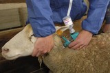injection veterinaire